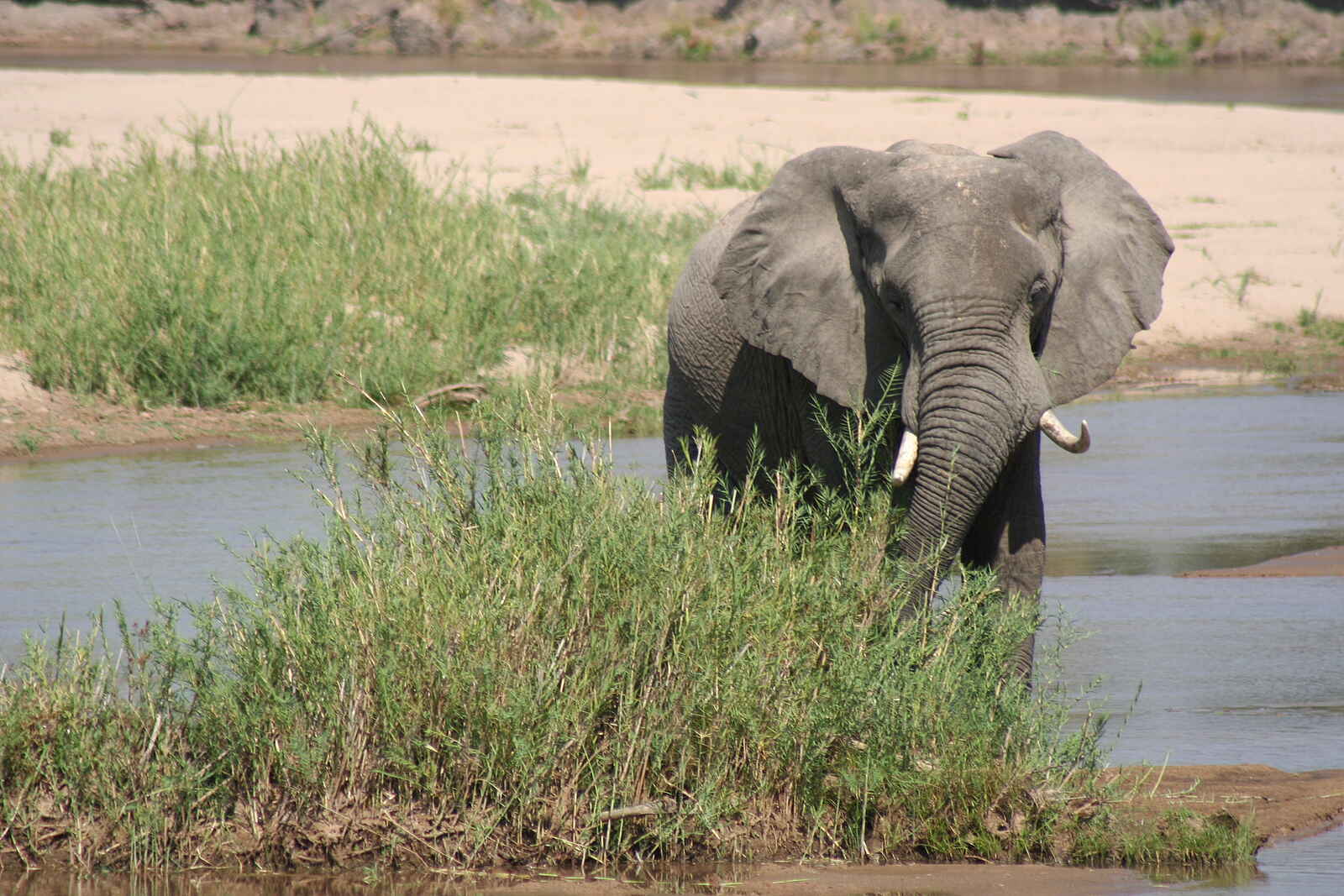 Mwaleshi Camp: Elefant im Flussbett Mwaleshi Camp: Elefant im Flussbett