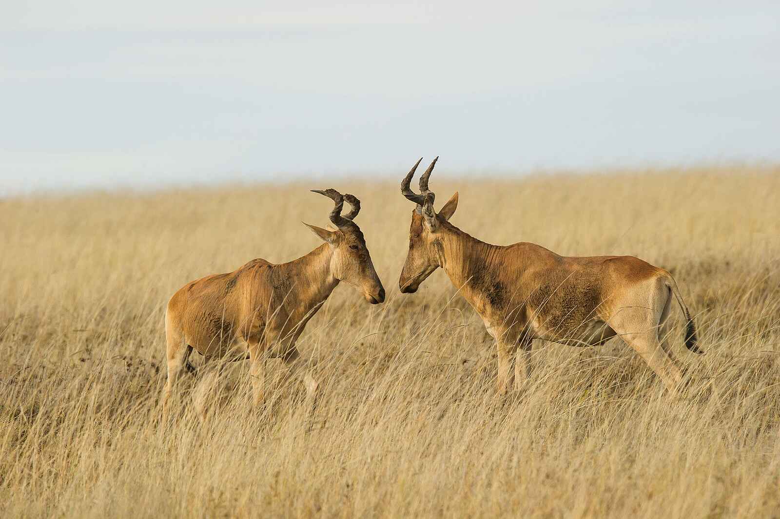 Namiri Plains Camp: Hartebeest Namiri Plains Camp: Hartebeest