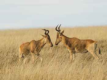 Namiri Plains Camp: Hartebeest Namiri Plains Camp: Hartebeest