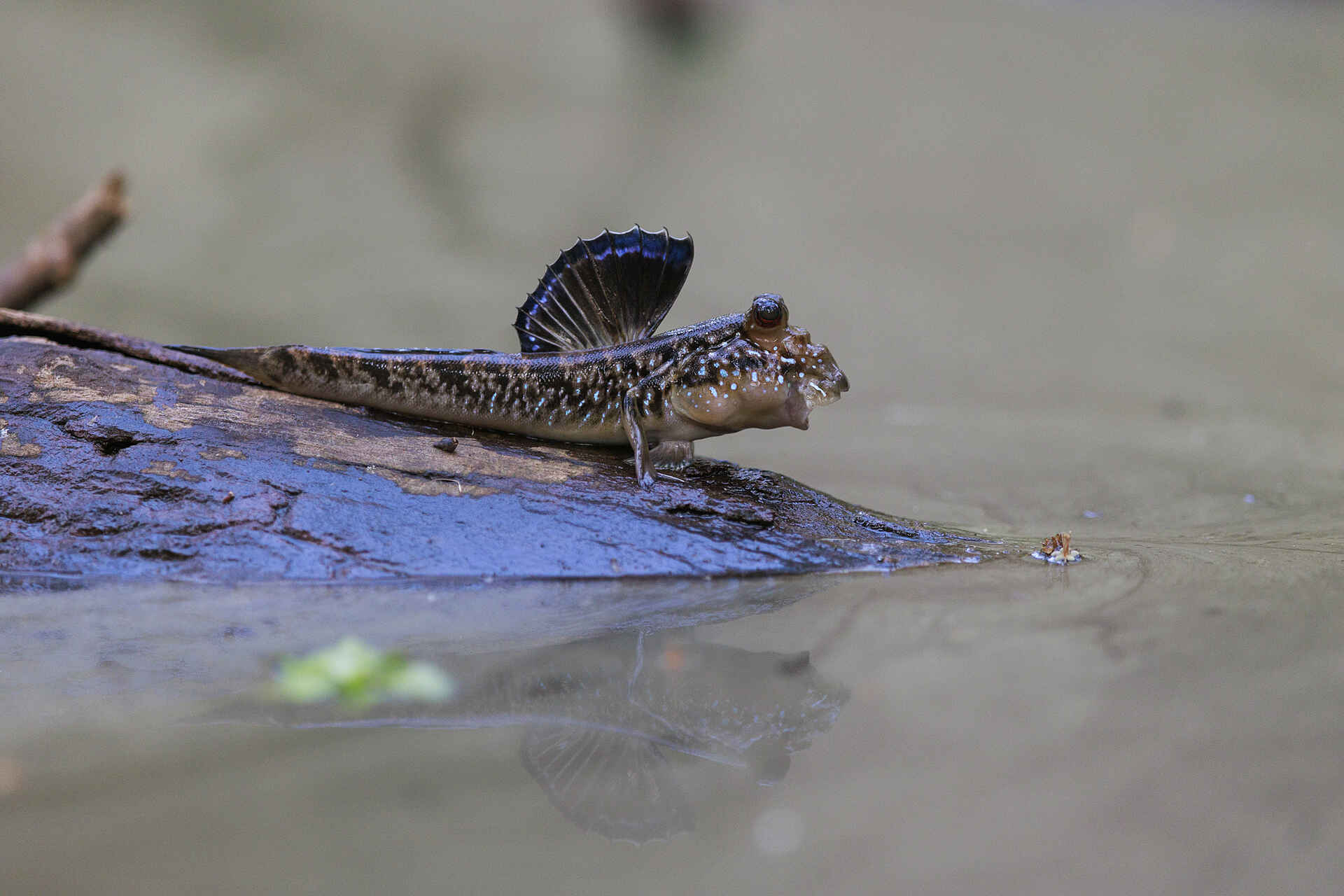 Nyanga Lodge: Schlammspringer