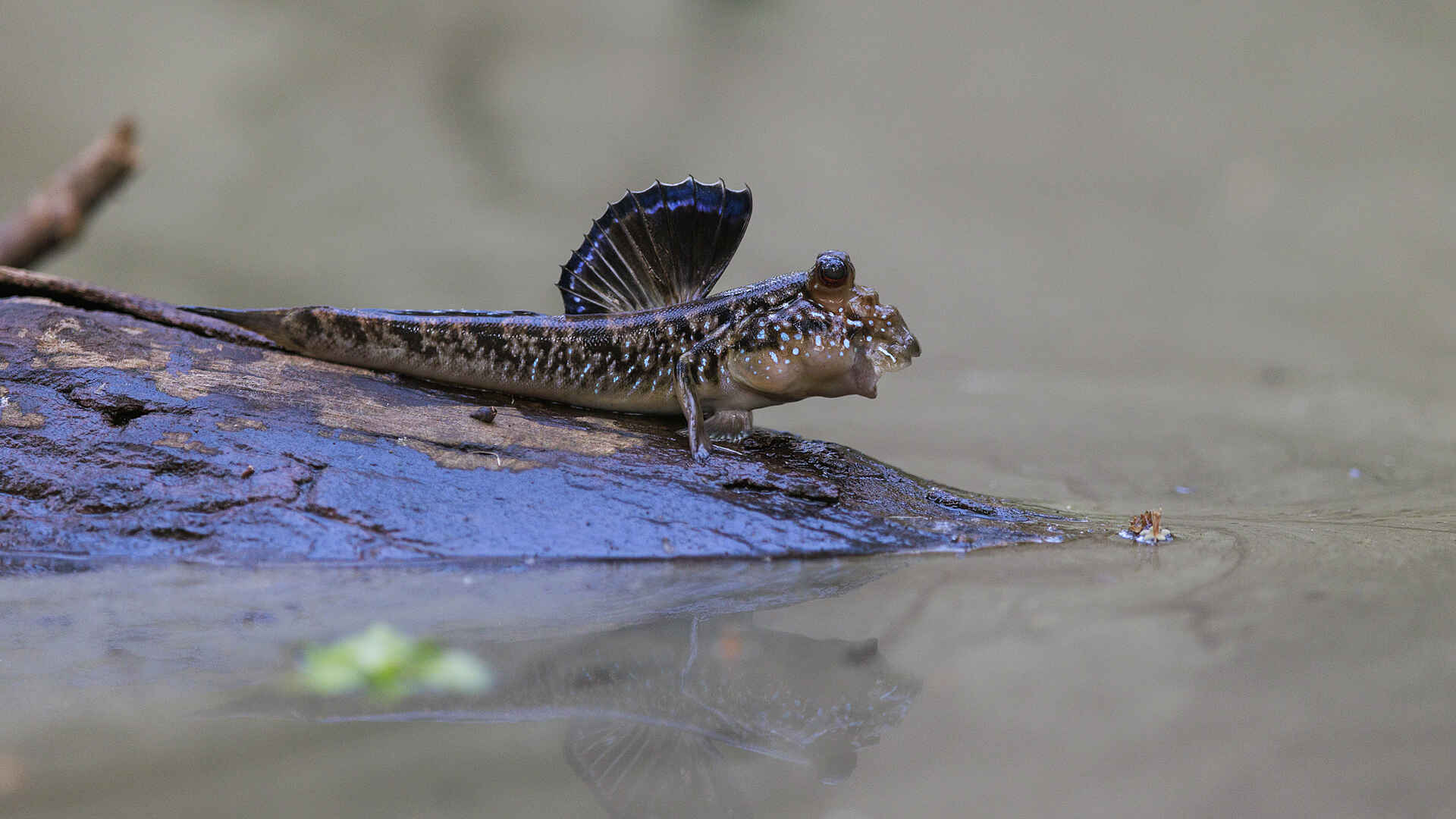 Nyanga Lodge: Schlammspringer