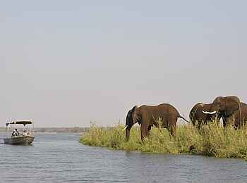 Old Mondoro Camp: Elefanten am Ufer
