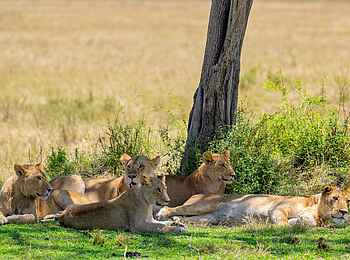 Ole Serai Luxury Camp - Kogatende: Löwen unter einem Baum Ole Serai Luxury Camp - Kogatende: Löwen unter einem Baum