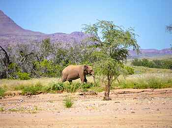 Onduli Ridge Camp: Während der Pirschfahrt