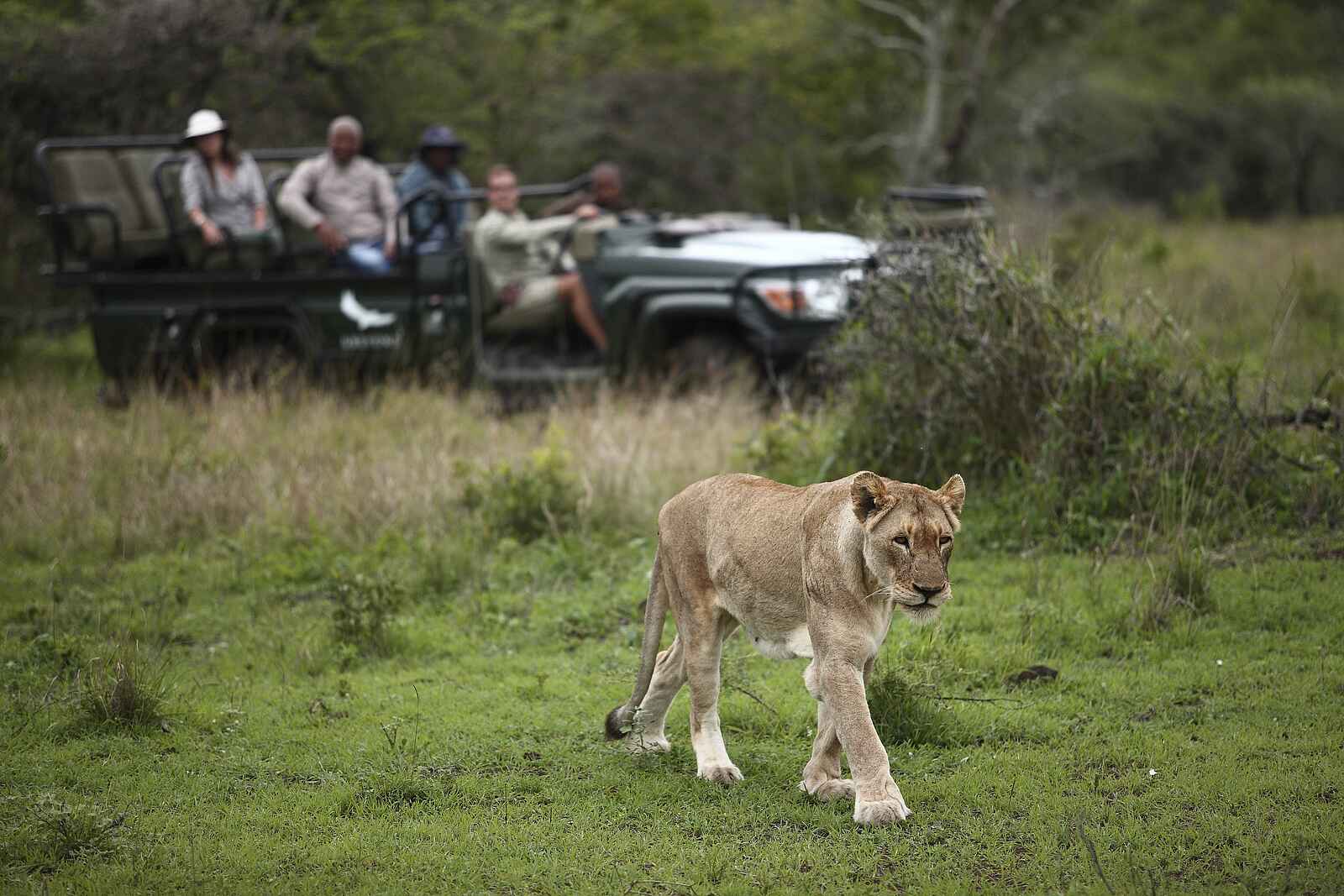 Phinda Mountain Lodge: Löwin Phinda Mountain Lodge: Löwin