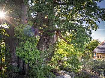 Planet Baobab: Gästebungalow und Baobab Planet Baobab: Gästebungalow und Baobab