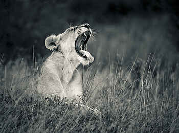 Sala's Camp: Gähnende Löwin Sala's Camp: Gähnende Löwin