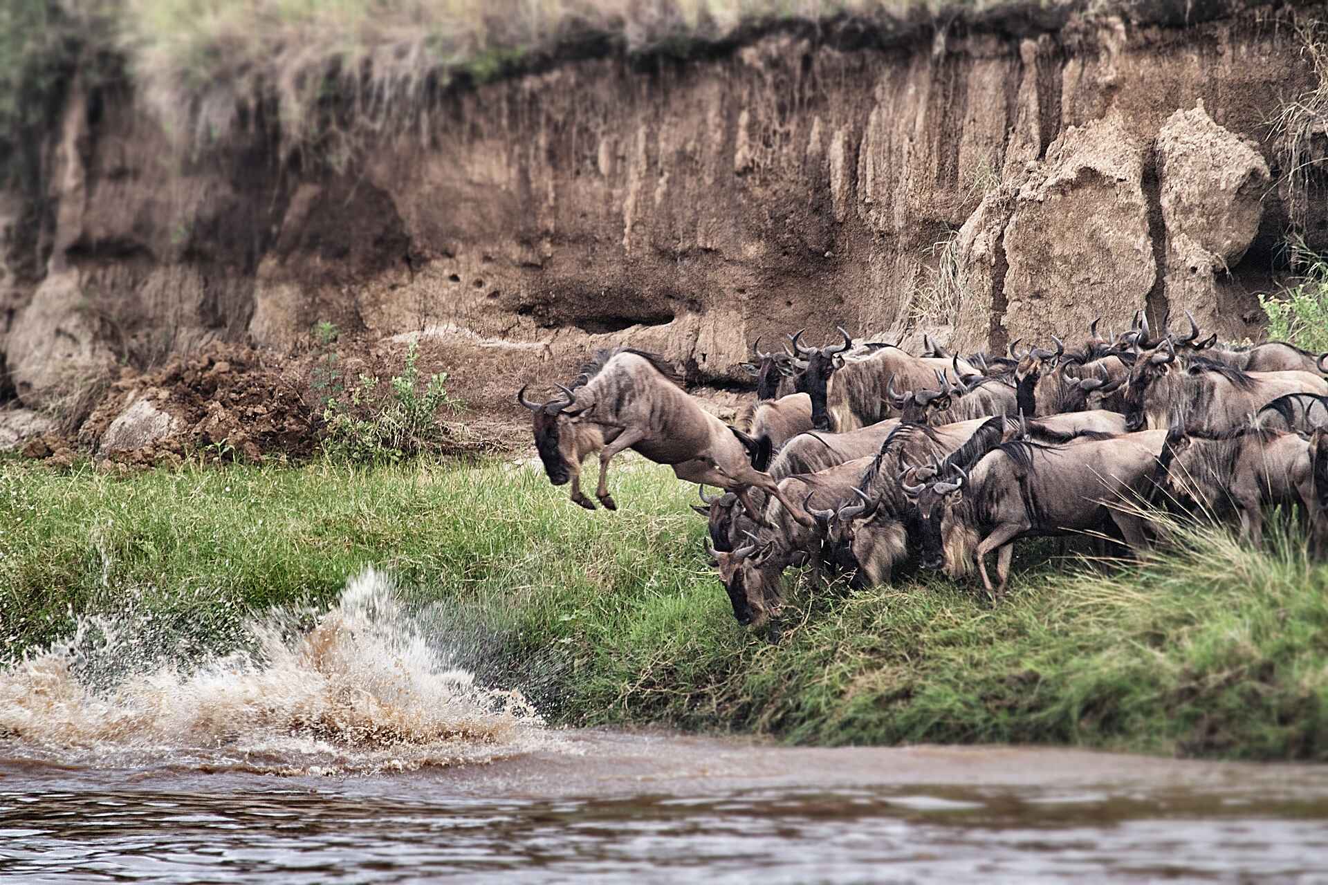 afrikarma, afrikarma Safaris, afrikarma.de, Gnu, Mara River, Safari, Serian Serengeti North, Tierwanderung, Alex Walker’s Serian