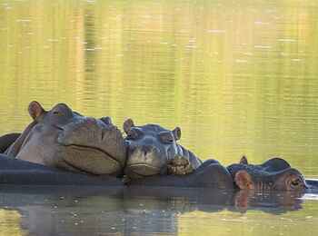 Simbavati Waterside Lodge: Nilpferde im Wasser Simbavati Waterside Lodge: Nilpferde im Wasser