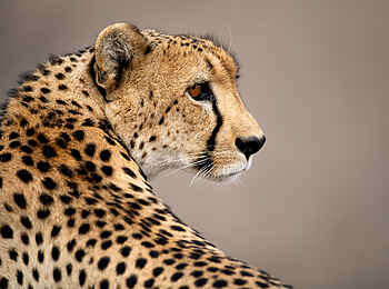Singita Boulders Lodge: Gepard