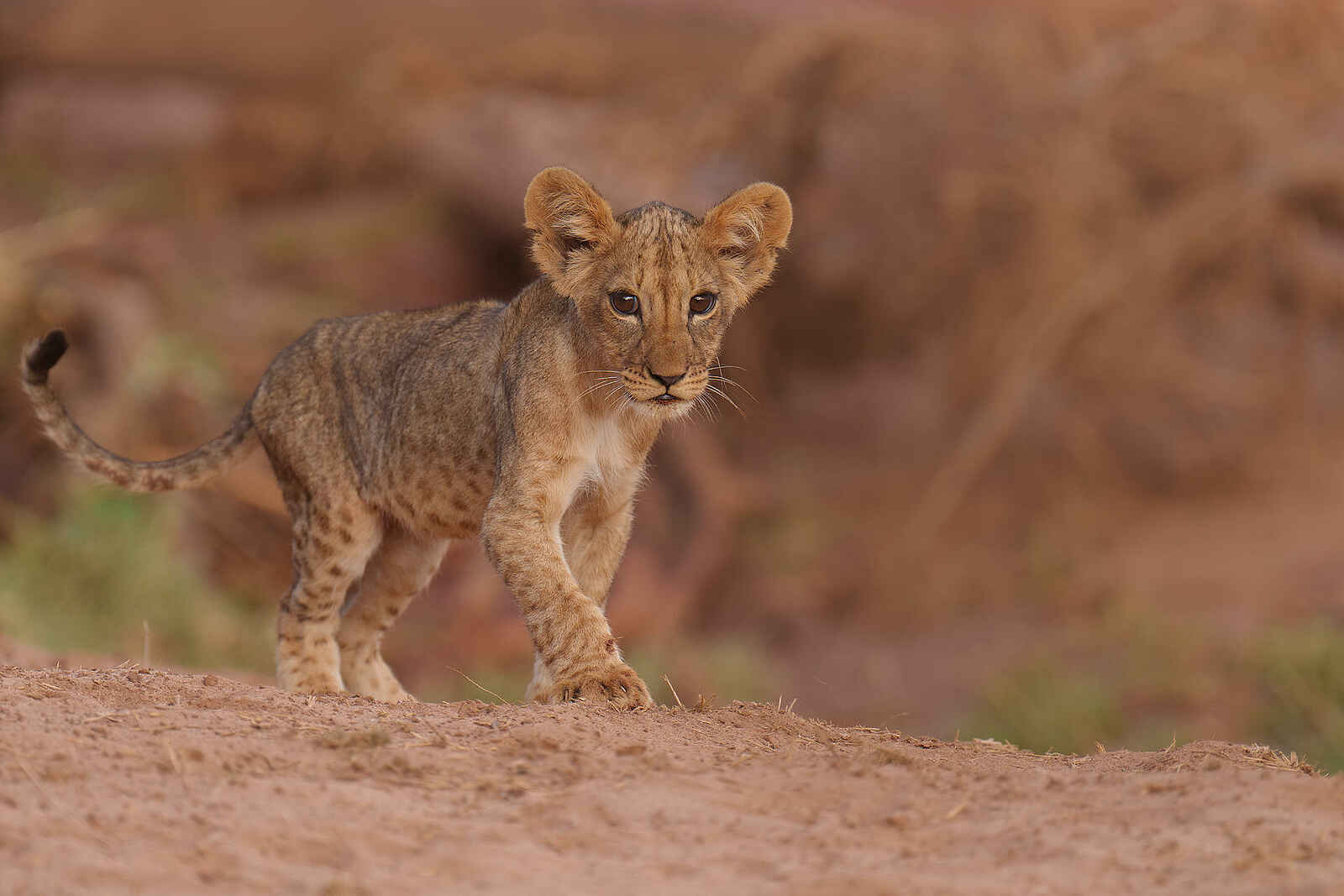 Soroi Larsens Camp: Ein Löwenbaby Soroi Larsens Camp: Ein Löwenbaby