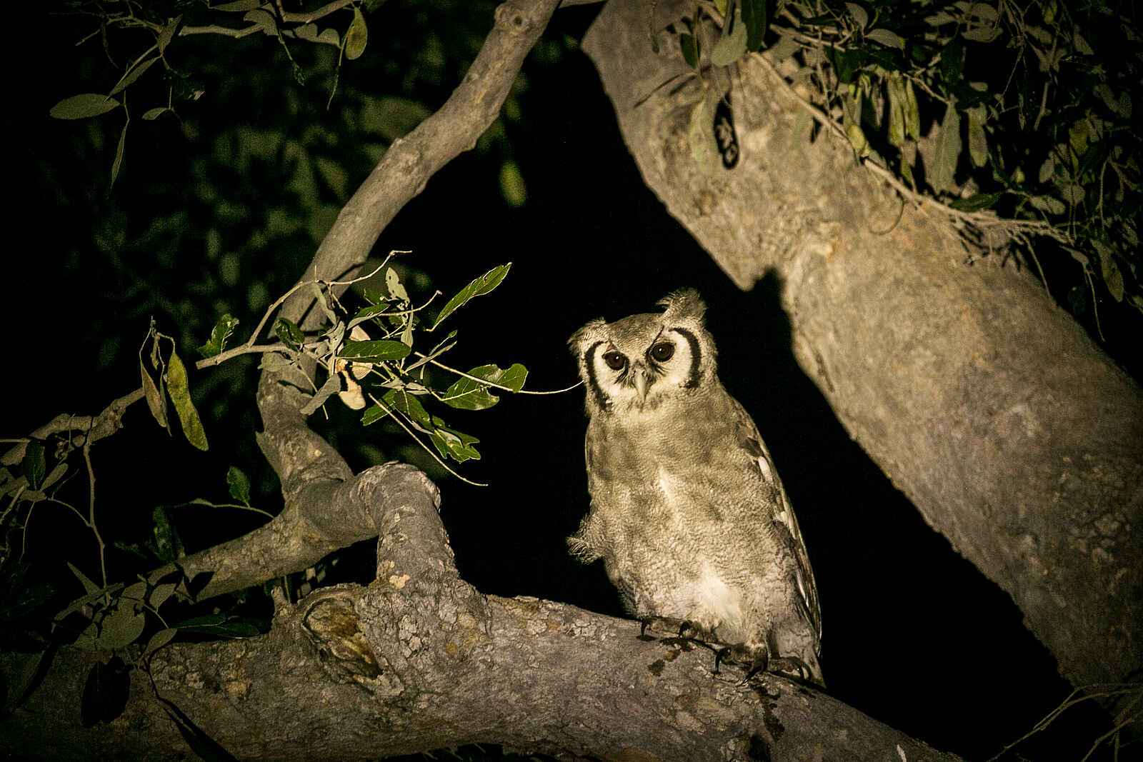Bushman Plains Camp: Giant Eagle Owl Bushman Plains Camp: Giant Eagle Owl