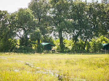 Bushman Plains Camp: Zelte unter hohen Bäumen Bushman Plains Camp: Zelte unter hohen Bäumen