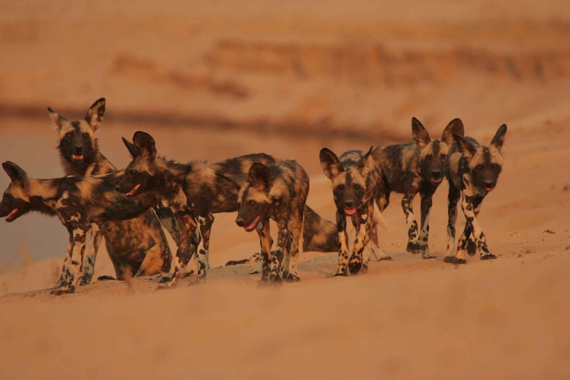 Chitake Tented Camp: Wildhundmeute Chitake Tented Camp: Wildhundmeute