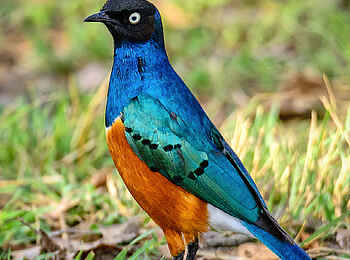 Entim Masai Mara: Riesenglanzstar