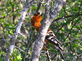 Founders Lodge by Mantis: Wiedehopf Founders Lodge by Mantis: Wiedehopf