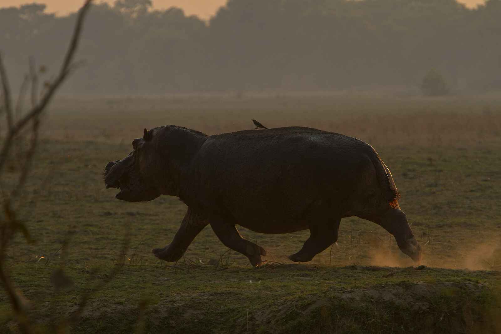 Mapazi Camp: Galoppierendes Nilpferd Mapazi Camp: Galoppierendes Nilpferd