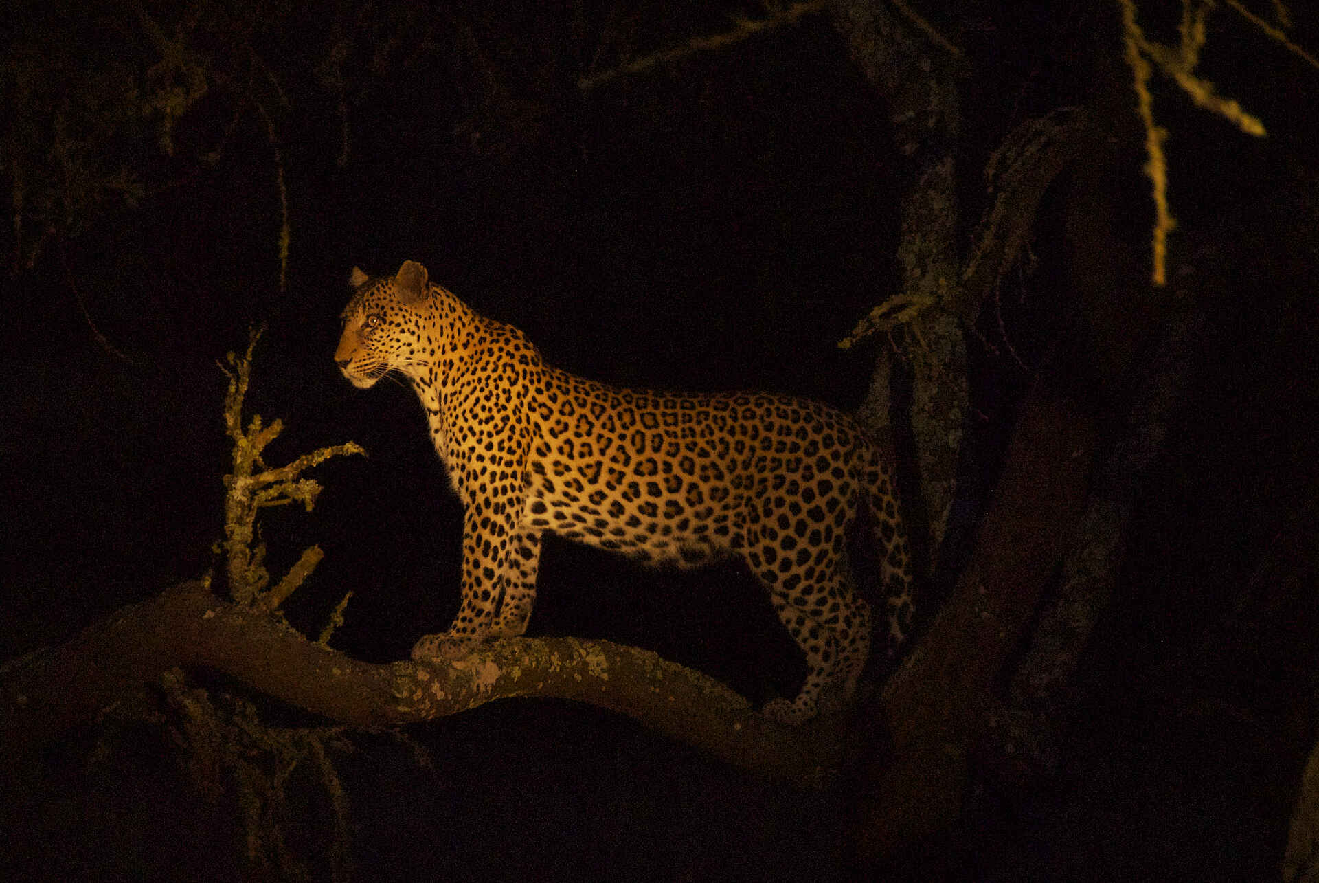 Afrikarma, Afrikarma Safaris, Afrikarma Safaris. Wildnis. Hautnah, Afrikarma.de, kinderfreundliche Lodge, Lake Mburo Nationalpark, Mihingo Lodge, Pferdesafaris, Uganda, Leopard bei Nacht