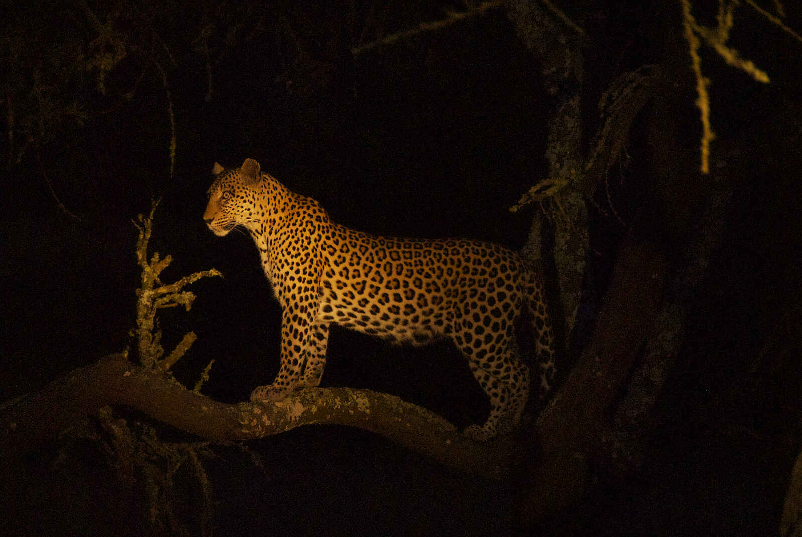Mihingo Lodge: Leopard beim Night Drive Mihingo Lodge: Leopard beim Night Drive