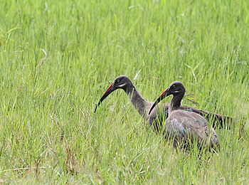 Ruzizi Tented Lodge: Ibisse