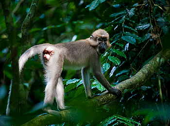 Sangha Lodge: Olivmangabe Sangha Lodge: Olivmangabe