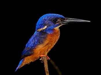 Sette Cama Eco Camp: African Shining Kingfisher