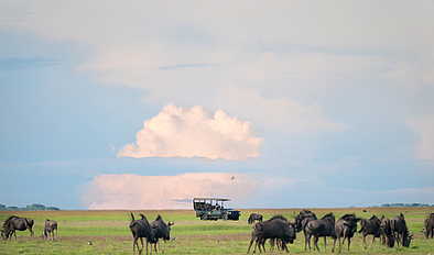 Time + Tide King Lewanika: Gnus Time + Tide King Lewanika: Gnus