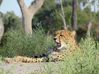 Amber River Camp: Gepard Amber River Camp: Gepard