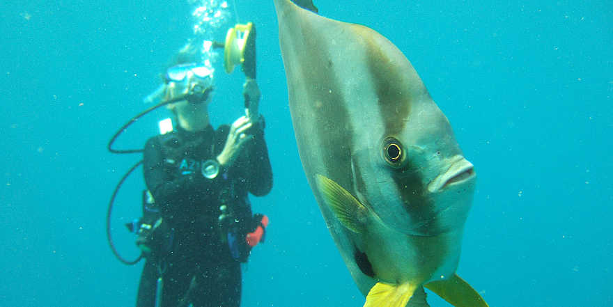 Azura Benguerra Island: Tauchgang Azura Benguerra Island: Tauchgang