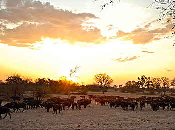 Camelthorn Lodge: Büffelherde Camelthorn Lodge: Büffelherde