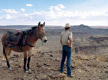 Canyon Mule Trekking: Pause am Rand des Canyons Canyon Mule Trekking: Pause am Rand des Canyons