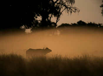 Duba Plains Camp: Büffel 