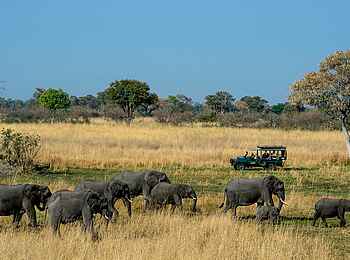 Duke´s Camp: Elefanten