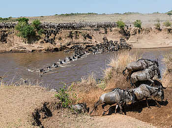 Entim Private Wing Camp: Migration Entim Private Wing Camp: Migration