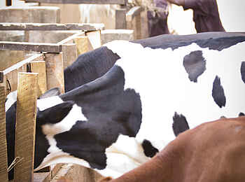 Gibbs Farm: Arbeit auf dem Bauernhof