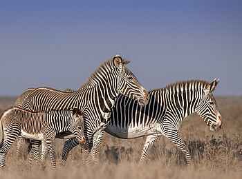 Governors' Mugie: Grevy-Zebras Governors' Mugie: Grevy-Zebras