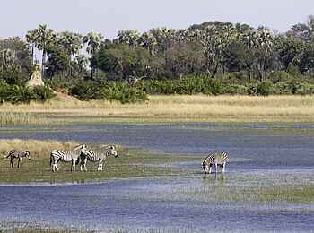 Jacana Camp: Zebras Jacana Camp: Zebras