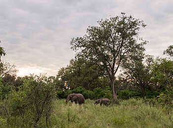 Kanana-Nyana-Camp: Elefanten