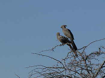 Khama Rhino Sanctuary: Graulärmvogel Khama Rhino Sanctuary: Graulärmvogel