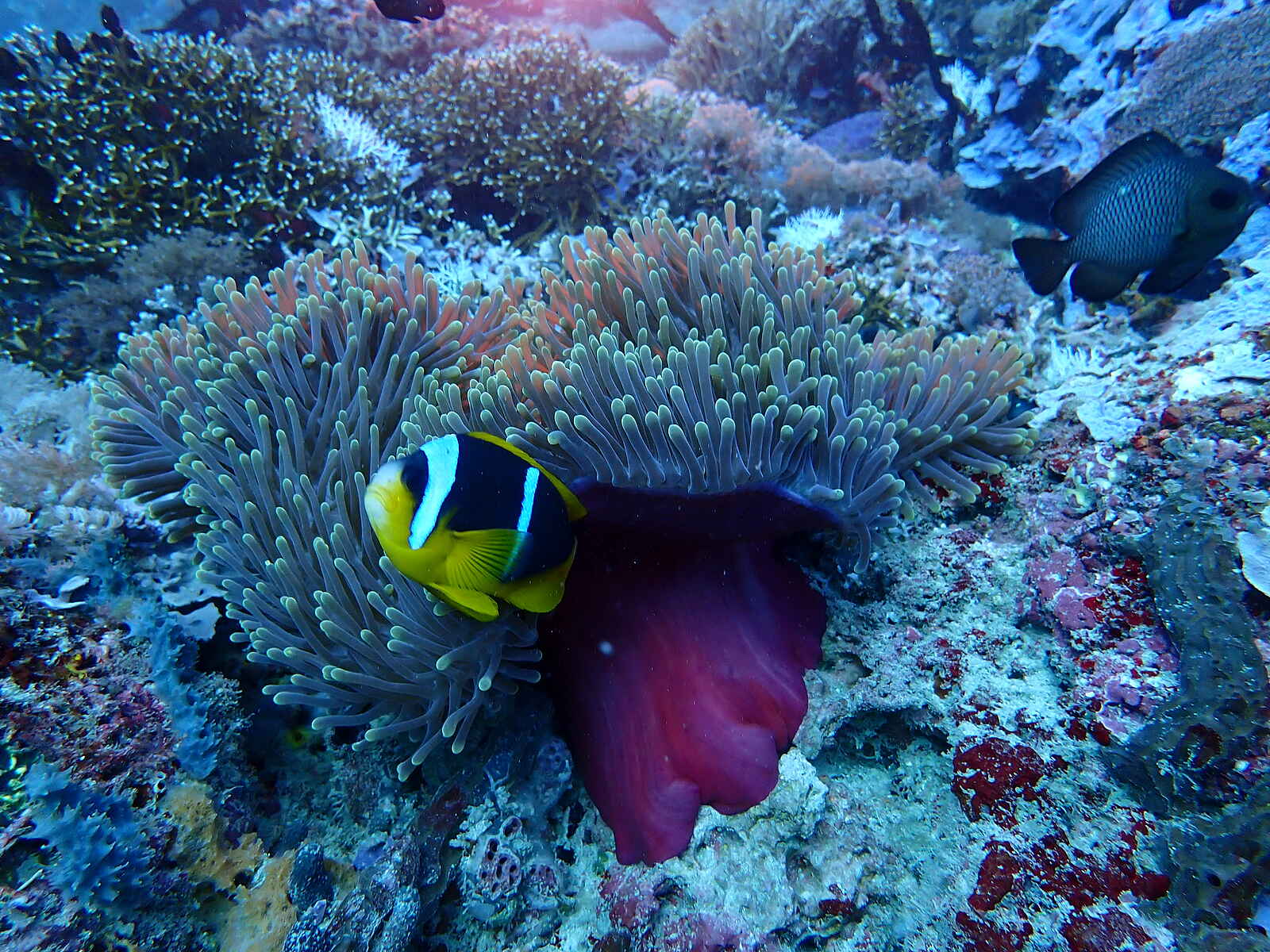 Kinasi Lodge: Ein Clownfisch Kinasi Lodge: Ein Clownfisch