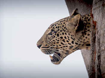 Kwihala Camp: Leopard im Profil