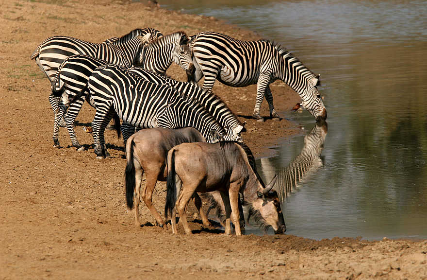 Kaingo Camp: Zebras und Gnus Kaingo Camp: Zebras und Gnus