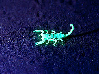 Little Kulala Lodge: Skorpion bei einer Nachtwanderung Little Kulala Lodge: Skorpion bei einer Nachtwanderung