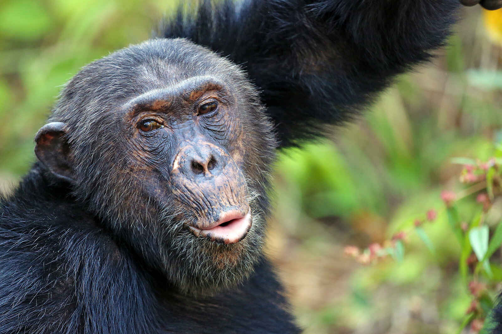 Mbali Mbali Gombe Lodge: Aufmerksamer Blick Mbali Mbali Gombe Lodge: Aufmerksamer Blick