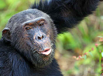 Mbali Mbali Gombe Lodge: Aufmerksamer Blick