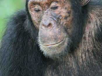 Mbali Mbali Mahale Lodge: Ruhe