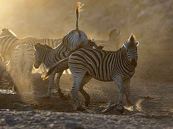 Meno a Kwena Camp: Kampf Meno a Kwena Camp: Kampf