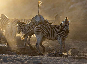 Meno a Kwena Camp: Kampf