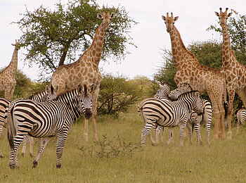 Moela Safari Lodge: Giraffen und Zebras
