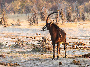 Nehimba Lodge: Säbelantilope Nehimba Lodge: Säbelantilope